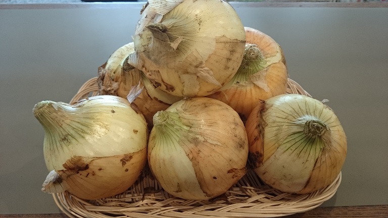 白子たまねぎ★ぷちプレゼント実施中(*'ω'*)