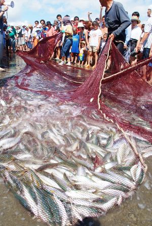 ★観光地引網★