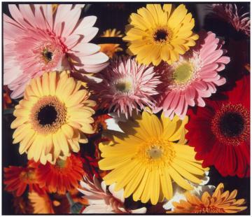 ★ガーベラ団地★