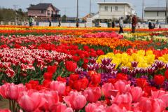 ★今週末はチューリップ祭りです★