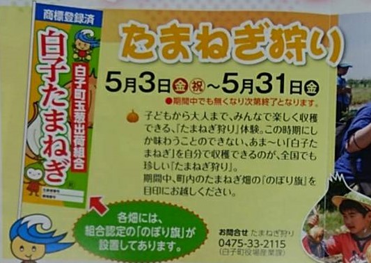 ★GWはたまねぎ狩りがおすすめ★