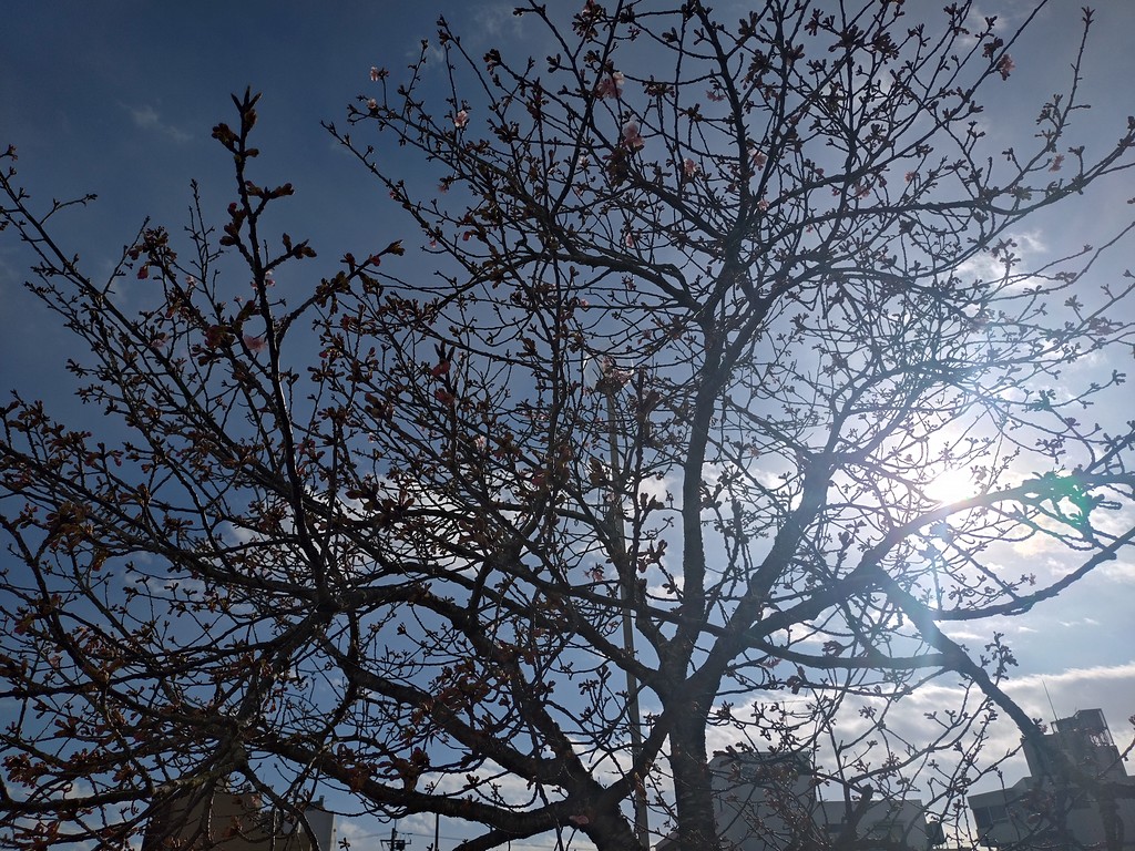 本日の桜