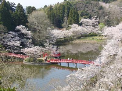 ★茂原公園桜祭り★
