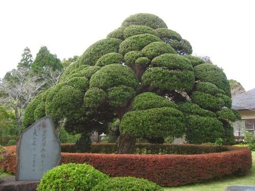 ★樹齢800年！関の羅漢槙★