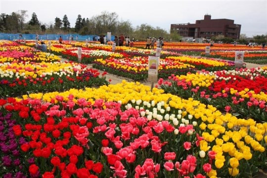 しらこチューリップ祭◆今週末ｲﾍﾞﾝﾄﾃﾞｰ◆